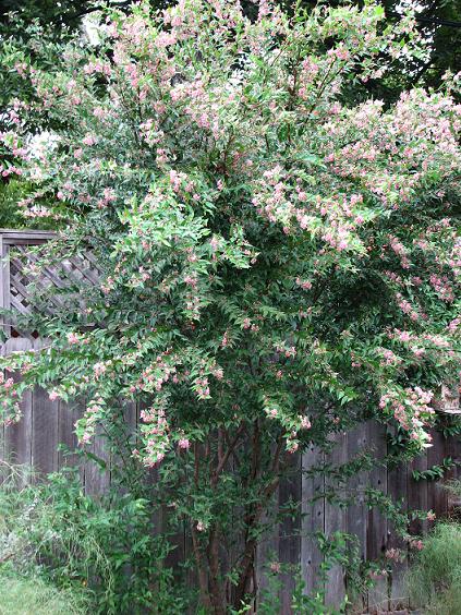 Stella Cherry Tree for Sale | Fast Growing Trees
